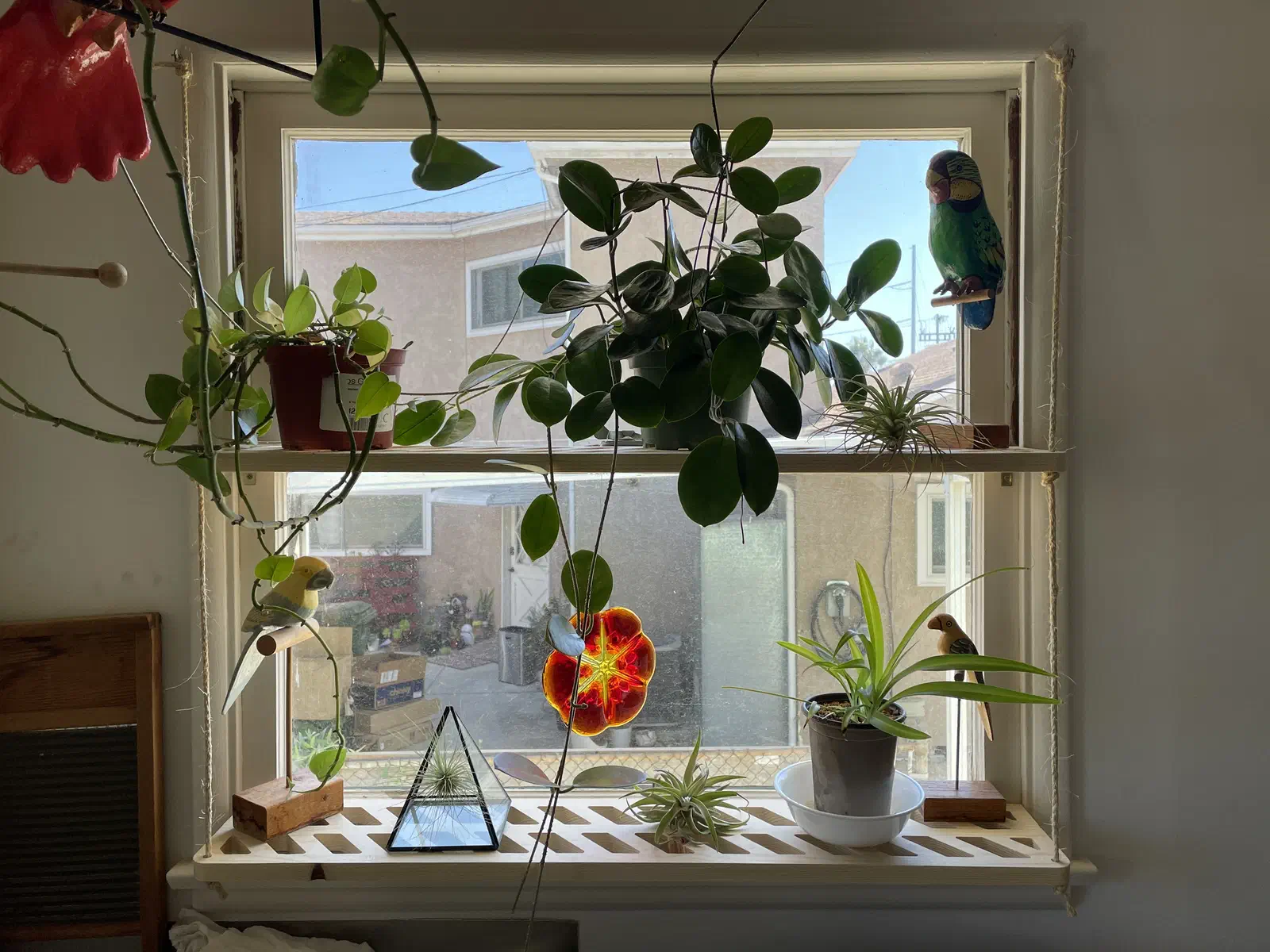 Potted plants and small glass displays on two slotted wooden shelves suspended by cords in a window